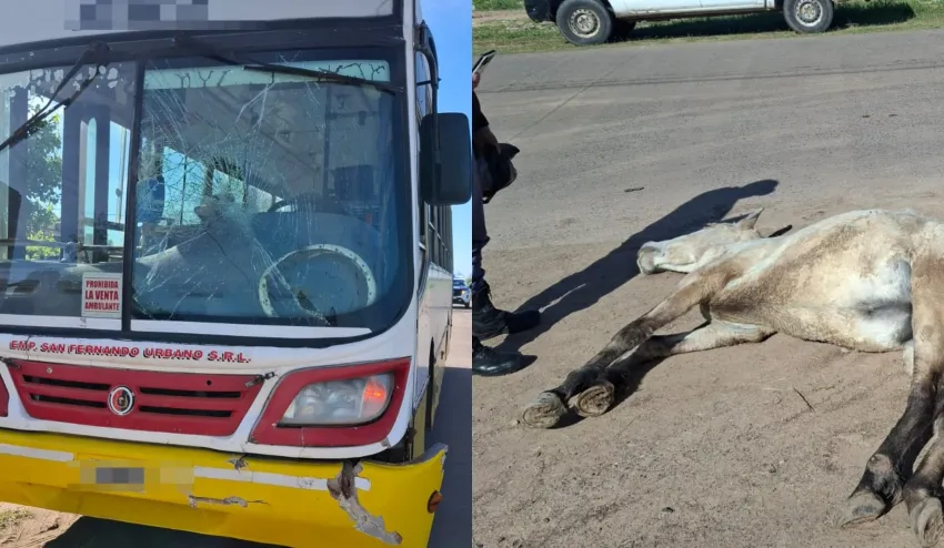 Colectivo chocó contra un caballo suelto en plena avenida Soberania