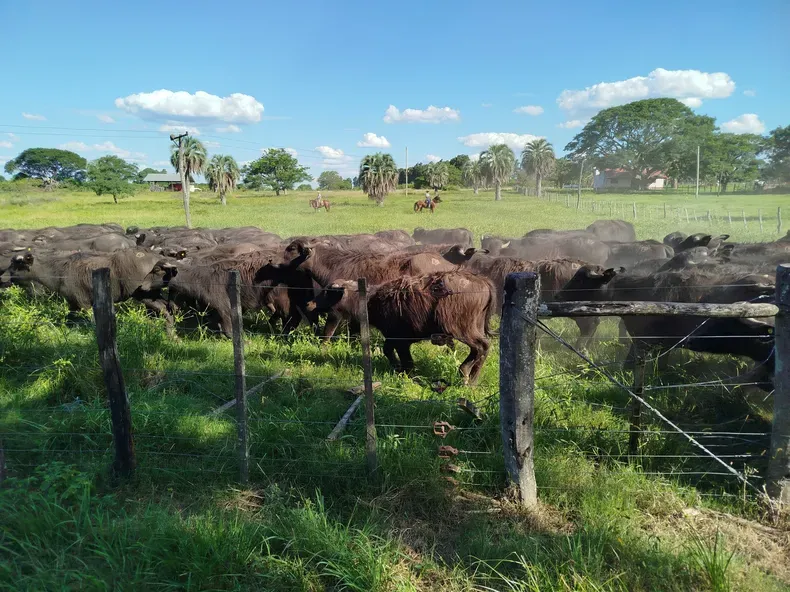 “Nos matan las vacas y cruzan la carne al Brasil”: productores denuncian abigeato en la costa del río Uruguay