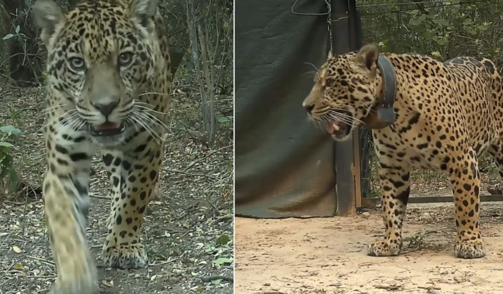 La yaguareté que llevó vida a El Impenetrable: Ambientalista correntino pide justicia por Acaí