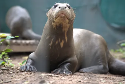 Nutrias gigantes vuelven a habitar El Impenetrable
