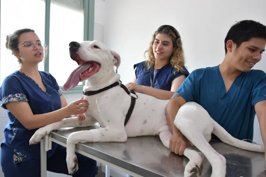 Animales de compañía: reconocimiento nacional para la propuesta de la UNNE