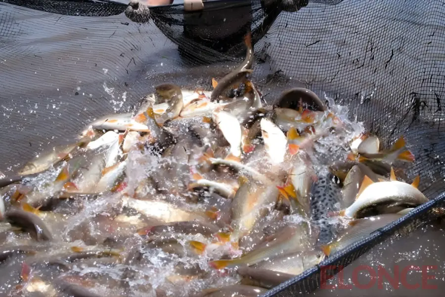 Acceso a nuevos mercados: Nueve toneladas de carne de dorado y surubí a Brasil