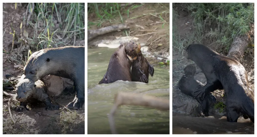 Crías de nutrias gigantes de El Impenetrable crecen sanas, fuertes y comenzaron a nadar