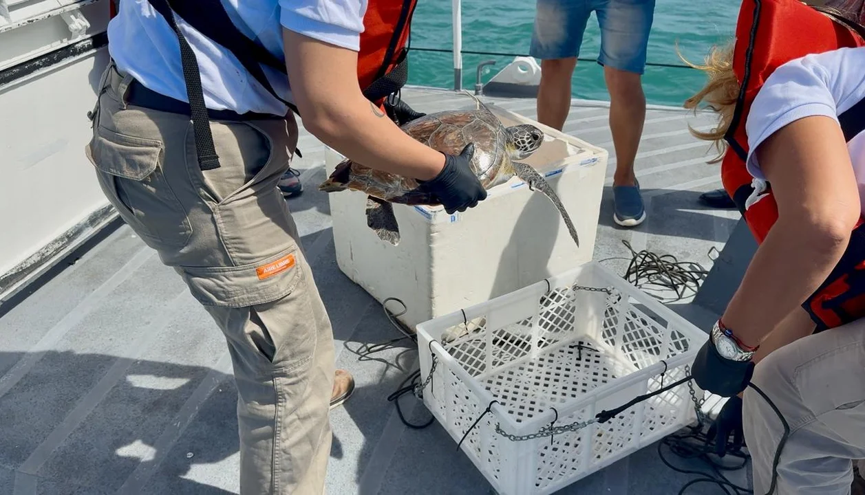 Mar del Plata: la tortuga marina “Ramona” regresó a su hábitat natural